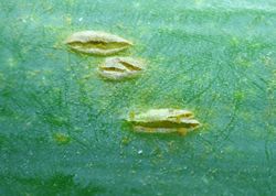 3. Uredinia with urediniospores of Puccinia allii fungus (Image by G. Pestsov).