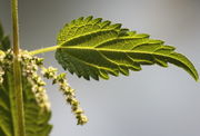 In den Blattachseln stehen oben die Blüten. (Bild: W. Wohlers, JKI)