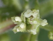 Die weißen Antheren links werden gleich zurückschnellen und dabei aufreißen und den Pollen fortschleudern. (Bild: W. Wohlers, JKI)