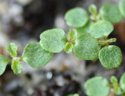 Die knapp 3 mm großen Keimblätter sind leicht behaart, fast rund mit eingezogener Spitze, die ersten richtigen Blätter bereits gesägt. (Bild: W. Wohlers)