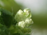 Die Antheren reißen auf und entlassen den weißen Pollen am äußersten Ende. (Bild: W. Wohlers, JKI)