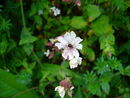 Ustilago violacea en Silene alba.002.JPG