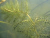 Blatt von von Utricularia