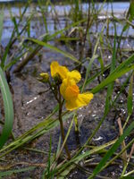 Blüte von Utricularia australis