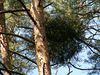 Kiefern-Mistel an der Waldkiefer, Pinus sylvestris (Foto Kenraiz 2007)