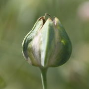 Die reife Samenkapsel ist etwas über 1 cm groß und genauso lang wie breit. (Bild: W. Wohlers, JKI)