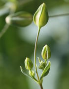 Aus den Blattachseln entsprießt jeweils ein Seitentrieb, der Haupttrieb trägt eine Blüte. (Bild: W. Wohlers, JKI)