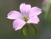 Eine Blüte mit den noch geschlossenen, rosa Antheren. (Bild: W. Wohlers, JKI)