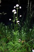 Valeriana officinalis Echter Baldrian, Habitus