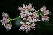 Valeriana officinalis Echter Baldrian, Blütenstand von oben betrachtet