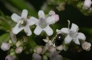 Valeriana officinalis Echter Baldrian, Einzelblüten