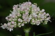 Valeriana officinalis Echter Baldrian, mittlerer Blütenstand