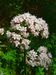 Valeriana officinalis jfg1.jpg