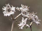 Von den Blüten bleiben im Herbst nur die Kelchblätter zurück. Links noch eine letzter, grauer Same. (Bild: W. Wohlers, JKI)