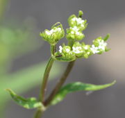 Der Trieb verzweigt sich gabelig (dichotom) und hat jeweils ein Tragblatt. (Bild: W. Wohlers)