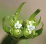 Die Tragblätter überragen anfangs die Knospen. Aufgrund der dichotomen Verzweigung stehen immer vier Blütenstände zusammen. (Bild: W. Wohlers)