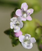 Die Blüten sind anfangs noch rosa wie auch die Knospen. Die Antheren sind weiß. (Bild: W. Wohlers)