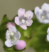 Der Pollen ist weißlichgelb. (Bild: W. Wohlers)