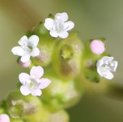 Die zweiästigen Narben sind weiß.(Bild: W. Wohlers)