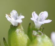 Zwei Blüten mit bereits verbräunenden Narben und Filamenten. (Bild: W. Wohlers)