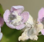 Eine gerade aufblühende Knospe. Daneben eine verbräunte Blüte, die bald abfällt. (Bild: W. Wohlers)