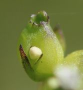 Der unreife Samen hat eine perlig strukturierte Oberfläche. Davor eine Knospe. (Bild: W. Wohlers)