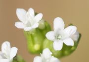 Die Blüten messen nur 2 mm und sind meistens weiß. (Bild: W. Wohlers, JKI)