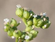 Jede Blüte hat ein sehr kleines Vorblatt. (Bild: W. Wohlers, JKI)