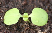 Die Keimblätter sind spatenförmig und ohne Stiel etwas über 1 cm lang. (Bild: W. Wohlers, JKI)