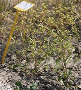 Der Bestand im JKI-Unkrautgarten ist knapp 30 cm hoch. (Bild: W. Wohlers, JKI)