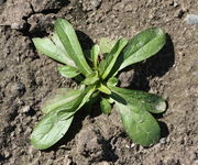 Eine Rosette Mitte April. (Bild: W. Wohlers, JKI)