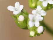 Die Blüten stehen immer eng in Gruppen. Die Knospen sind häufig rosa. (Bild: W. Wohlers, JKI)