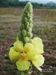 Verbascum-densiflorum Biel-1 BIB.jpg