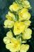 Verbascum densiflorum 3-154-7-28-1.jpg