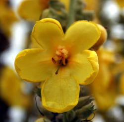 Großblütige Königskerze: Blüte – CC BY-SA 3.0, Pleple2000