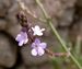 Verbena officinalis Dingli Cliffs Malta.jpg