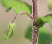 Nach der Blüte biegt sich der Blütenstängel zurück. (Bild: W. Wohlers)