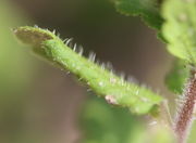Der Blattrand ist meistens etwas umgebogen. (Bild: W. Wohlers)