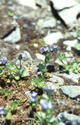 Veronica alpina (Foto: Dirk Albach)