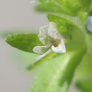 Die ganze Blüte fällt dann einfach ab. Am Grund sind die Kronblätter verwachsen. (Bild: W. Wohlers)