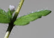 Die ganze Pflanze ist behaart. Hier ein mittleres Blatt mit kleinem Seitentrieb. (Bild: W. Wohlers)