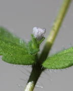 Eine fast weiße Blüte, wahrscheinlich kurz vor dem Verblühen. (Bild: W. Wohlers)