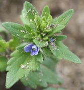 Die oberen Stängelblätter sind lanzettlich, die blauen Blüten nur 3 mm groß. (Bild: W. Wohlers, JKI)