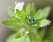 Eine Blüte beginnt sich zu öffnen. (Bild: W. Wohlers)