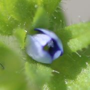 In der Blüte ist der Pollen und eine bereits aufgeplatzte Anthere zu erkennen. (Bild: W. Wohlers)