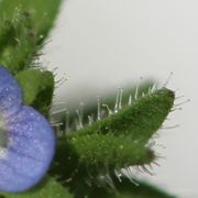 Drüsenhaare an den Blättern oben. (Bild: W. Wohlers)