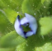 Zwei bereits offene Antheren links und rechts in der noch halb geschlossenen Blüte. In der Mitte die mit Pollen behaftete Narbe. Der Feld-Ehrenpreis ist also Selbstbefruchter. (Bild: W. Wohlers)