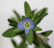 Zwei Antheren. Der Pollen ist weiß. (Bild: W. Wohlers)