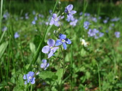 Blüten – Alice Kracht, CC BY-SA 4.0