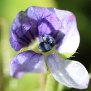 Die Blüte hat sich gerade geöffnet, die noch geschlossenen Antheren sind dunkelblau. (Bild: W. Wohlers)